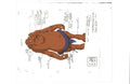 Star Wars: Ewoks character model cel EX4920 - Animation Legends